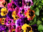 Pansy patch