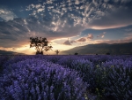 Lavender fields dawn