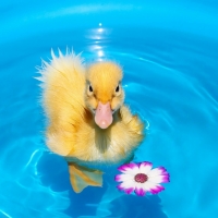 Cute Duck