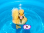 Cute Duck