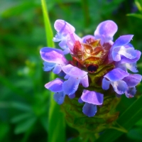Wondereful purple flower