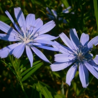 2 Pretty blue flower