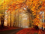 Magnificent autumn