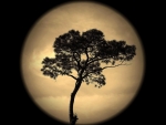 Moon behind the tree