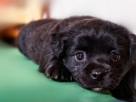 Black Eyes of Black Puppy