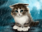 Cat in the Rain