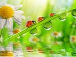March of the Ladybugs