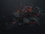 Burning Roses