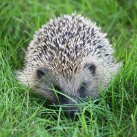Hedgehog