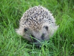 Hedgehog