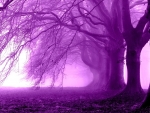 Purple morning in the forest