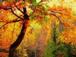 Autumn splendor