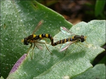 mating syrphid 4