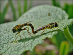 mating syrphid 3