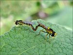 mating syrphid 2