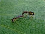 mating syrphid 1