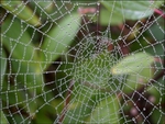Spiderweb 3