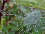 Spiderweb 2