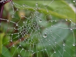 Spiderweb 1