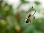 Spider on its web