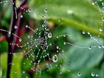 Morning raindrops on a spiderweb