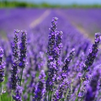 Field of lavander