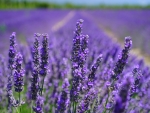 Field of lavander