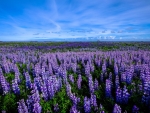 Lupine Flowers Blooming in a Field at Dawn