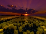 Yellow Tulips Field at Sunset