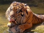 Tiger Licking Her Paw in Water