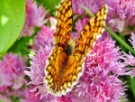 Butterfly on the Onion Flowers