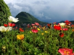 Lovely Poppy Field by the Lake
