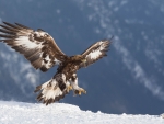 Golden Eagle Landing