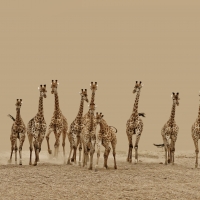 A tower of giraffes
