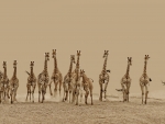 A tower of giraffes
