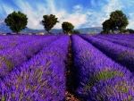 Sea of Lavender