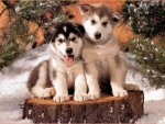 Cute Puppies