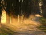 Sunrays through Forest Trees and Dirt Road