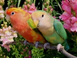 Colorful Parrot Couple