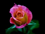 Multicolor Rose