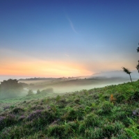 Foggy Flowery Landscape