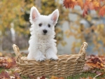 White Terrier Puppy