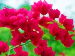Purple Bougainvillea