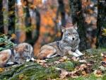 Wolves on Autumn Forest