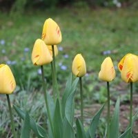 Tulips