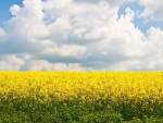 Field of yellow flowers under the clouds