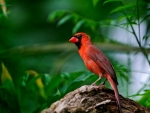 Red bird in the forest