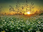 Daisies at sunset