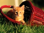 Cute Kitten on the Basket