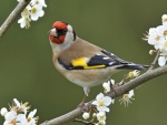European Goldfinch